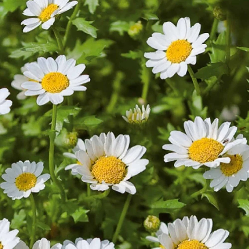 Einjährige Zwergchrysantheme Snow Daisy