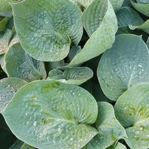 Hosta Love Pat Funkia