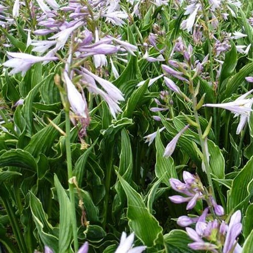 Hosta Praying Hands Funkia
