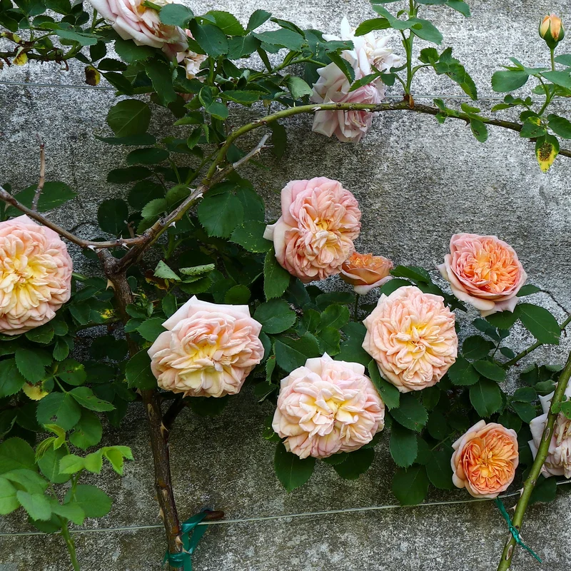 Kletterrose ‘Gloire de Dijon’