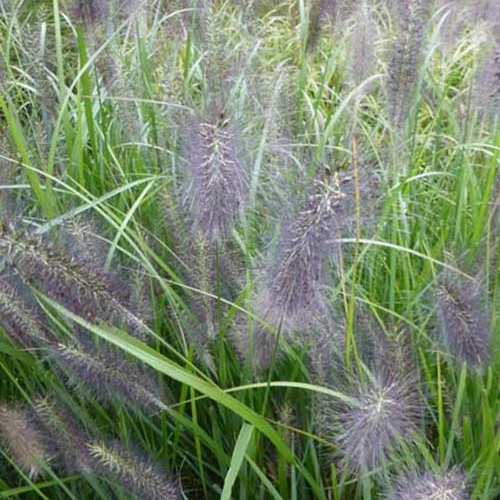 National Arboretum Abstrichgras