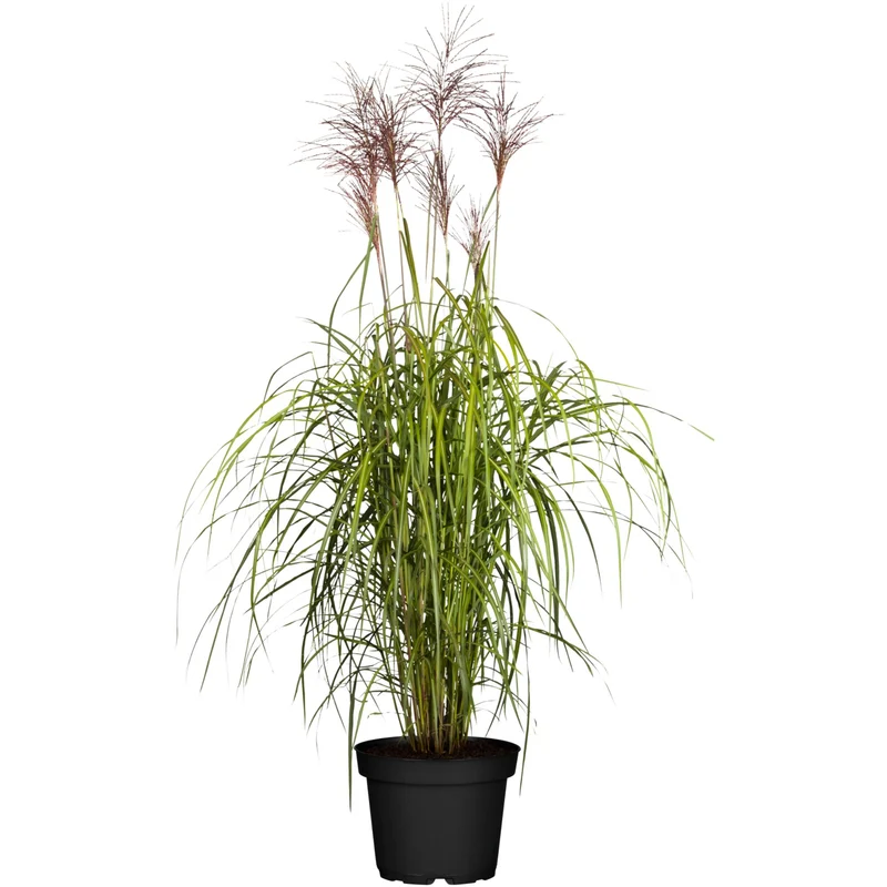 Chinaschilf 'Malepartus'