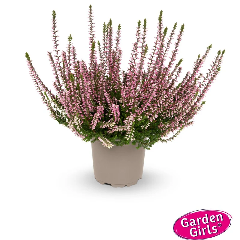 Besenheide 'Gardengirls®'