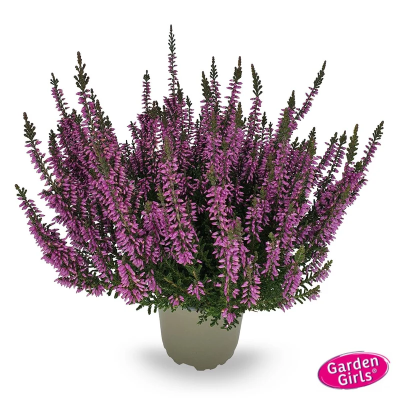 Besenheide 'Gardengirls®'