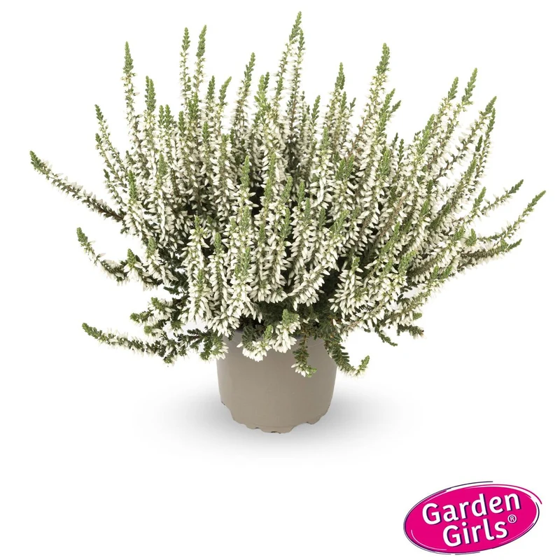 Besenheide 'Gardengirls®'