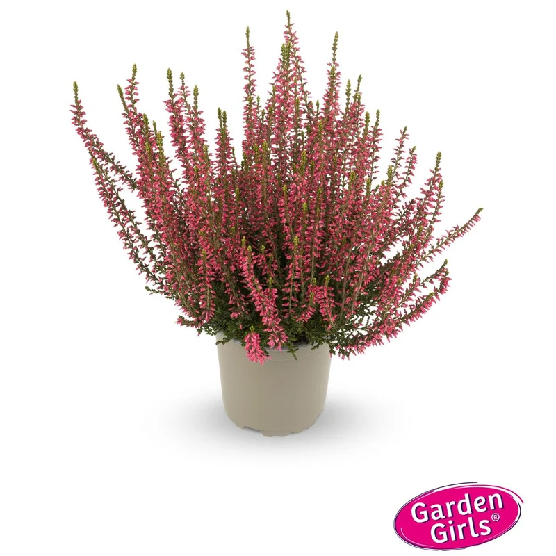 Besenheide 'Gardengirls®'