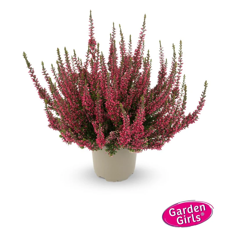 Besenheide 'Gardengirls®'