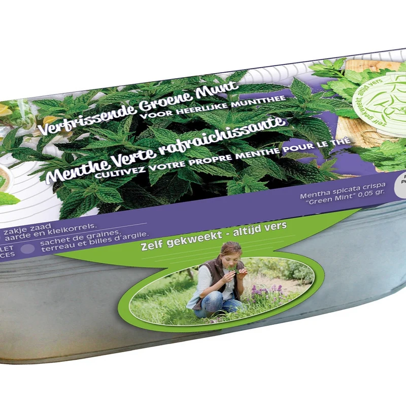 Set Krauseminze im Blumenkasten Zink