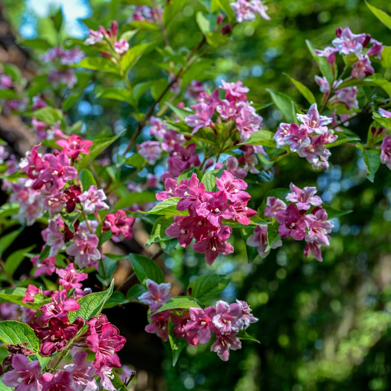 Weigelie ‘Pink Princess’