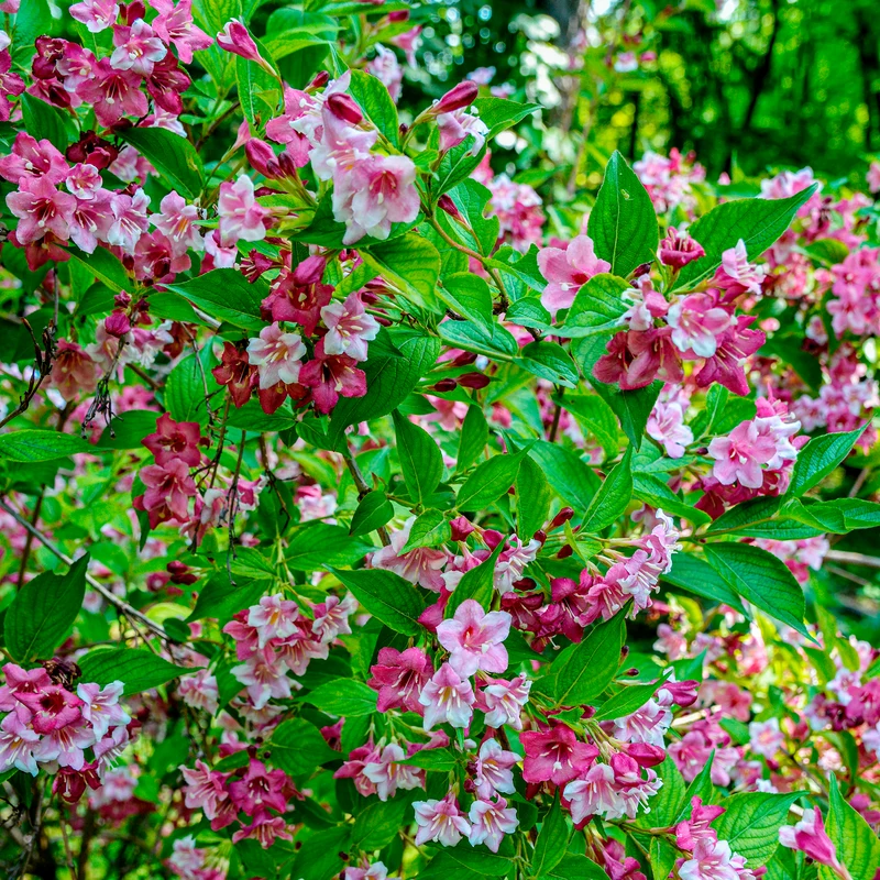 Weigelie ‘Pink Princess’