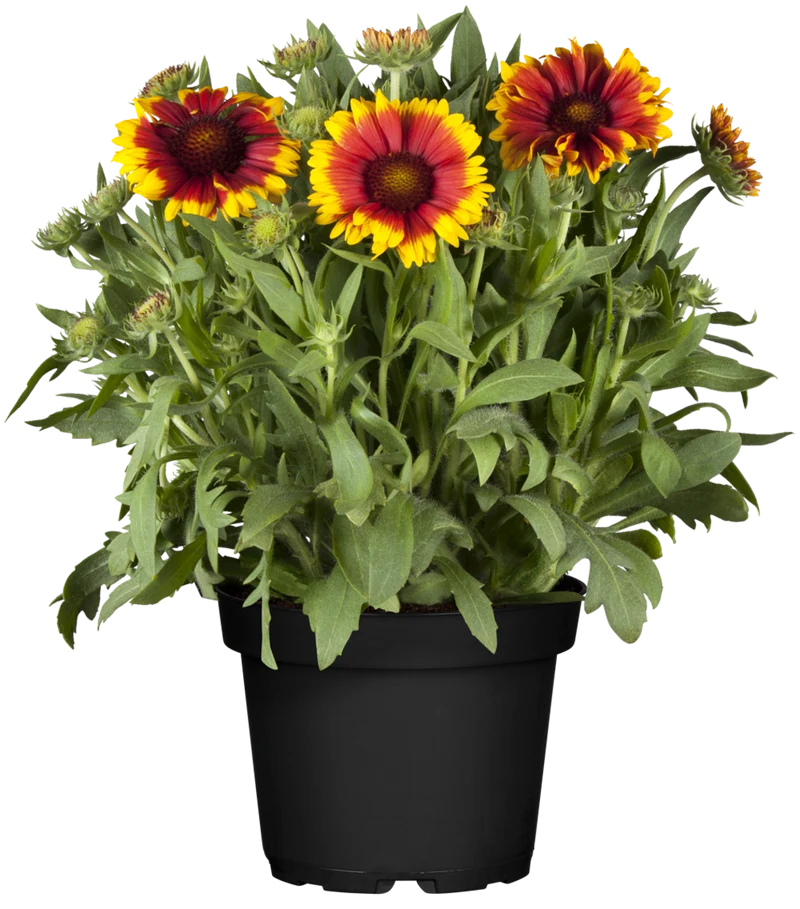 Kokardenblume
