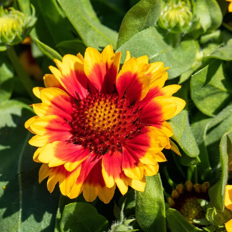 Kokardenblume