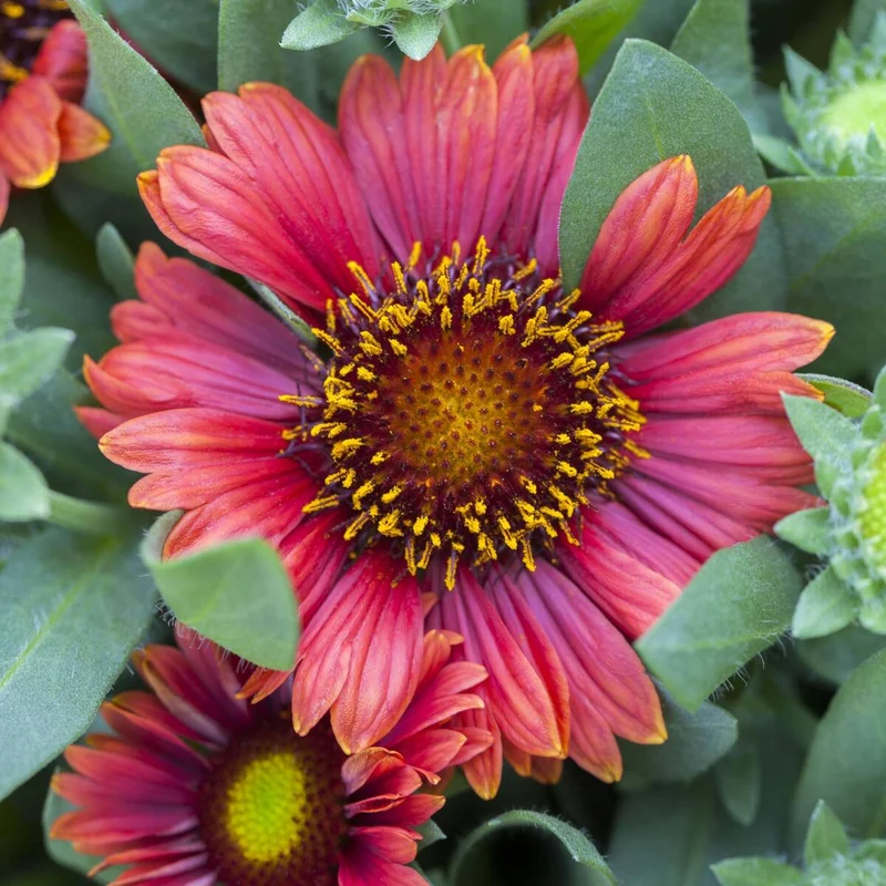 Kokardenblume