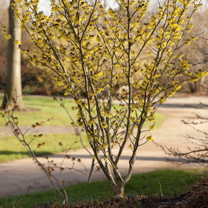 Zaubernuss 'Arnold Promise'