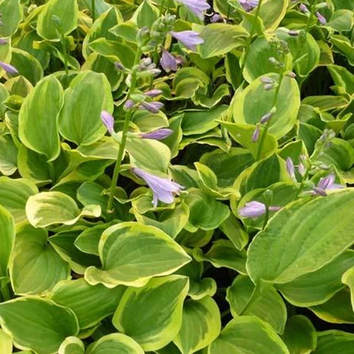 Hosta Golden Tiara Funkia