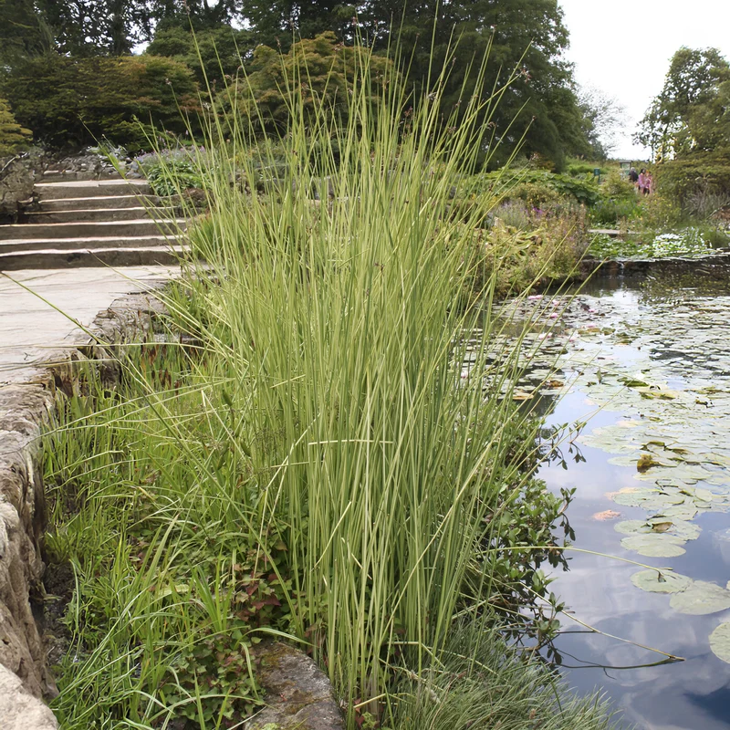 Chaisier-Binse Albescens