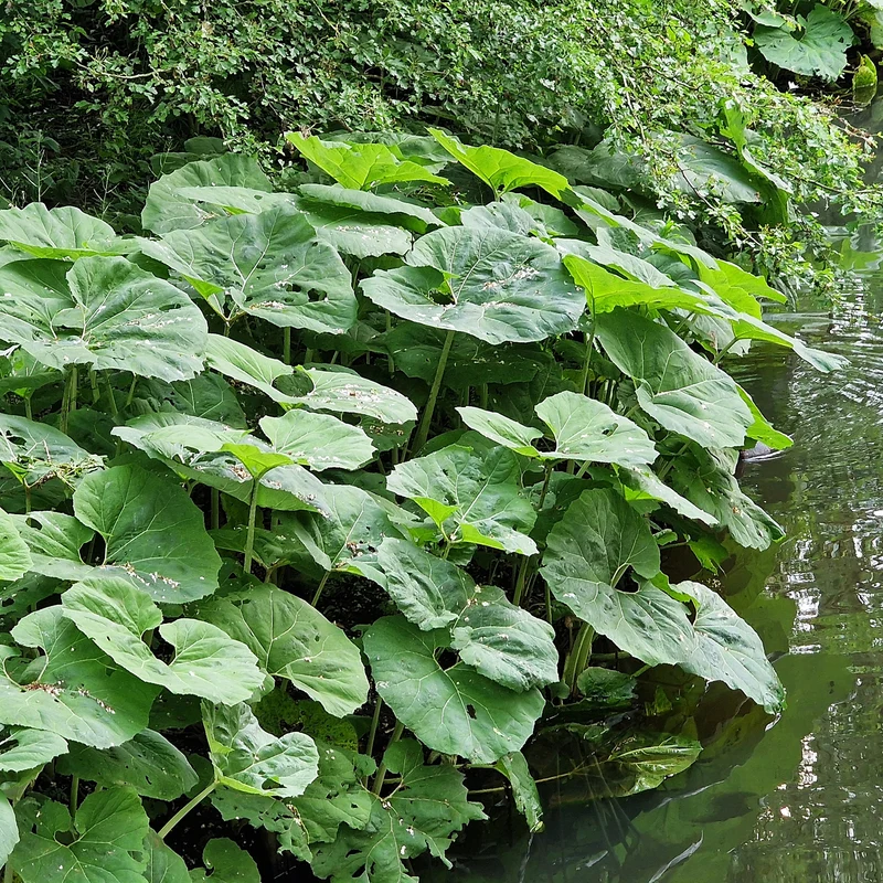 Große Pestwurz