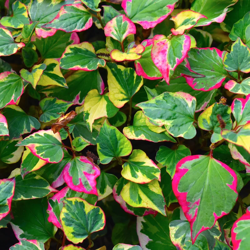Bunter Eidechsenschwanz 'Chameleon'