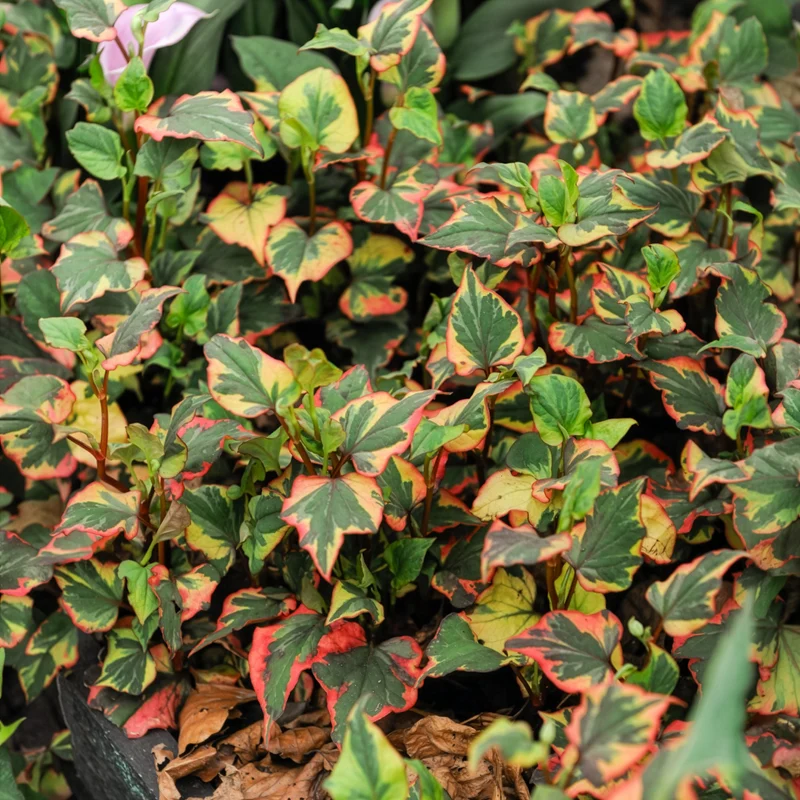 Bunter Eidechsenschwanz 'Chameleon'