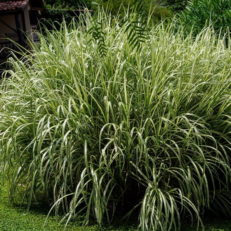Chinagras Miscanthus 'Variegatus'