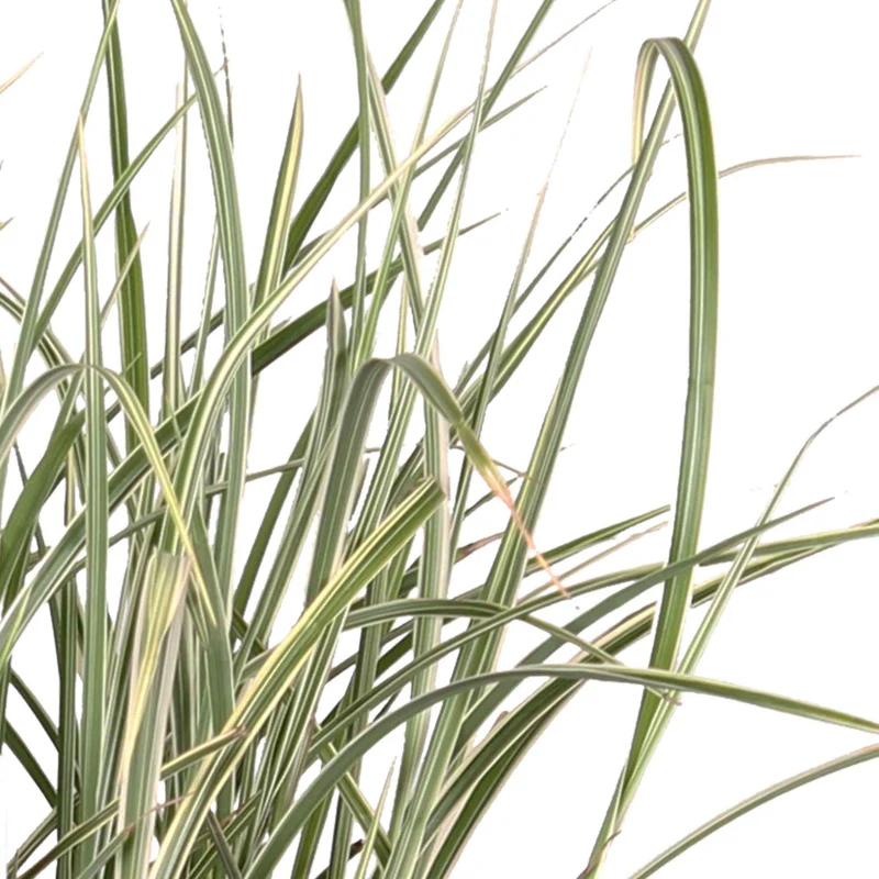 Chinagras Miscanthus 'Variegatus'