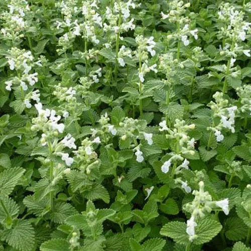Katzenminze ‘Snowflake’