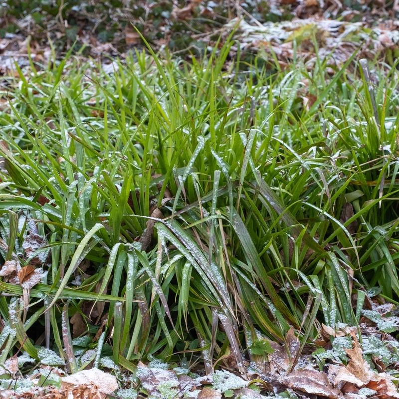 Wald-Hainsimsen