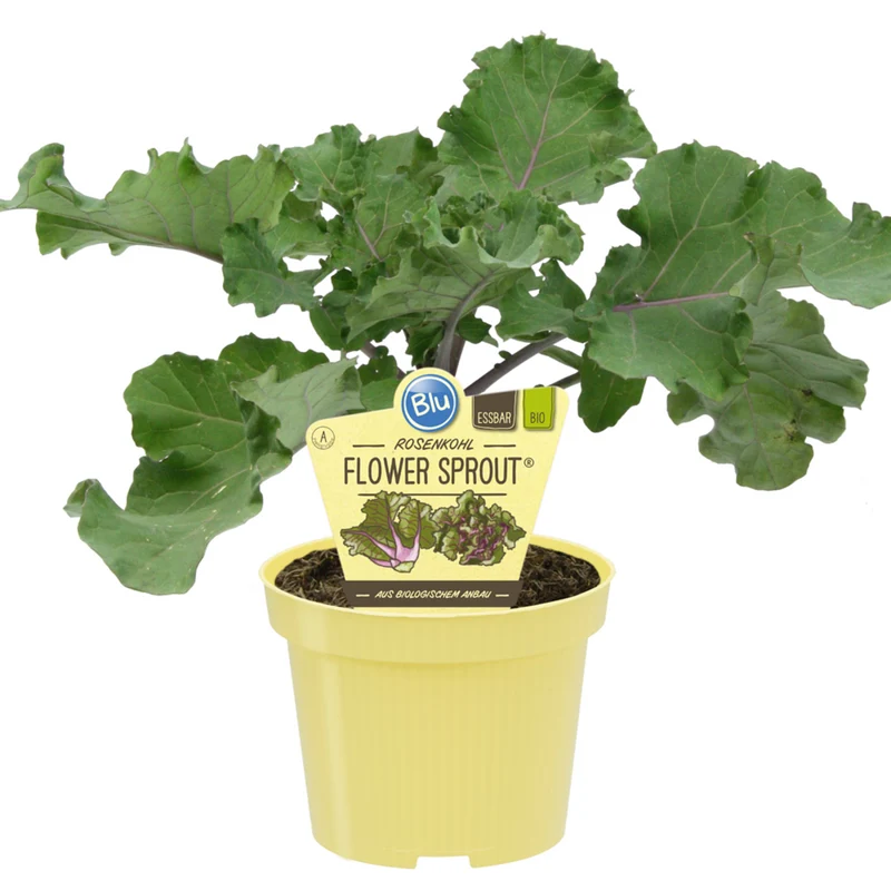 Bio Rosenkohl 'Flower-Sprout'