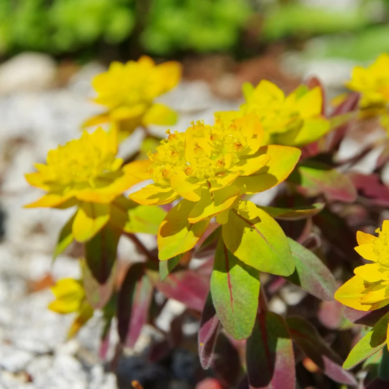 Wolfsmilch Purpurea