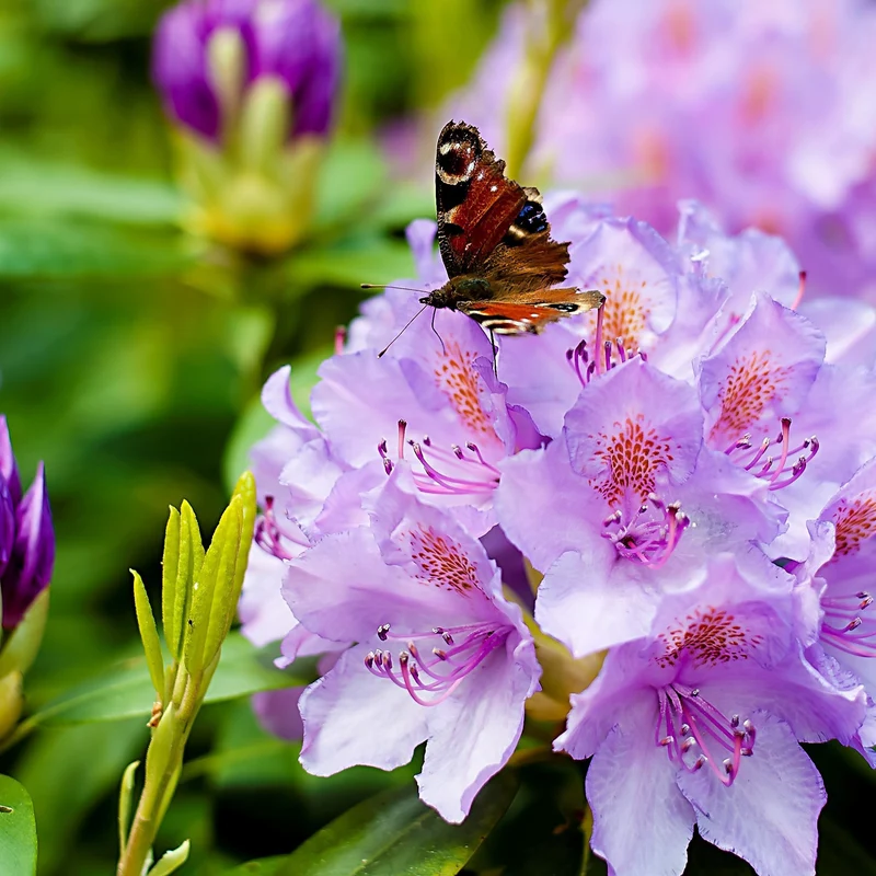 Rhododendron catawbiense 'Grandiflorum'