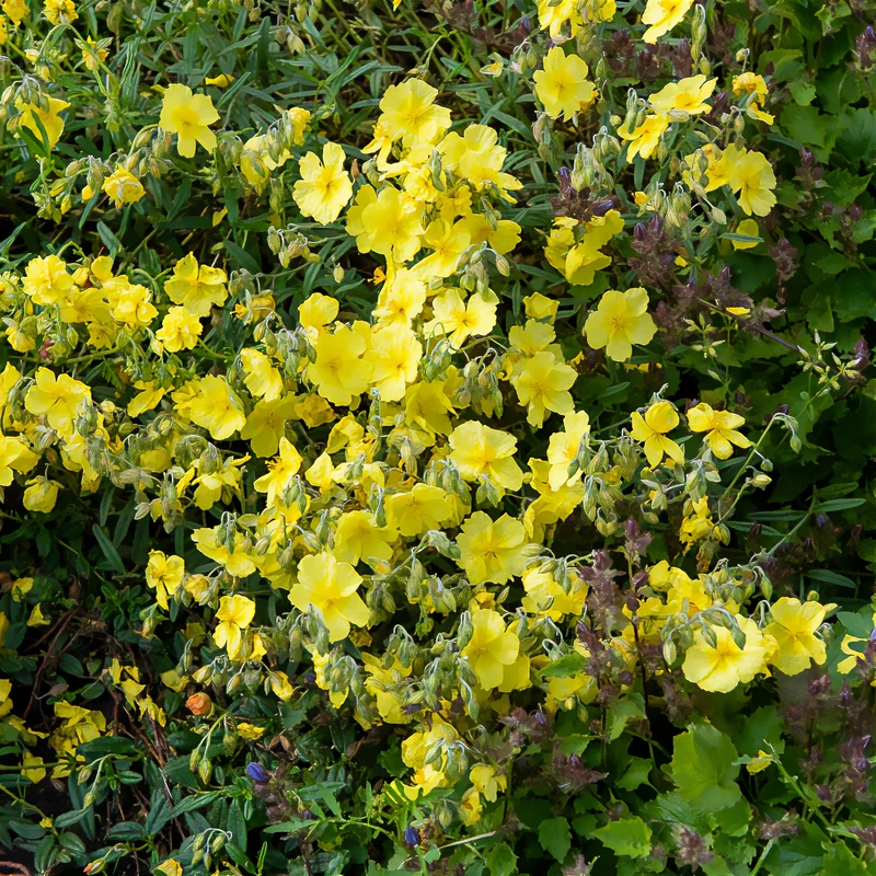 Sonnenröschen 'Golden Queen'