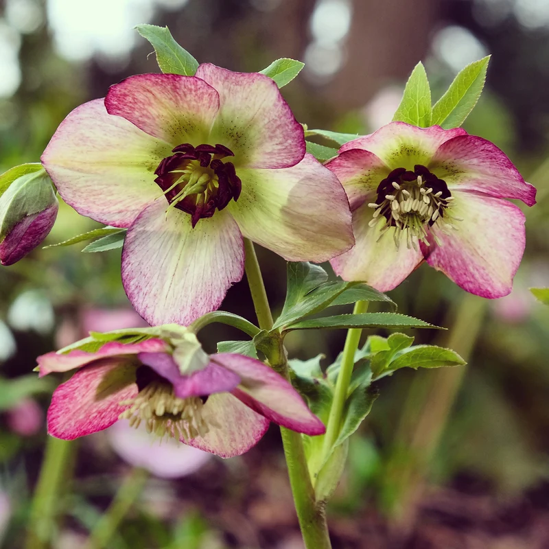 Christrose ‘Picotee’