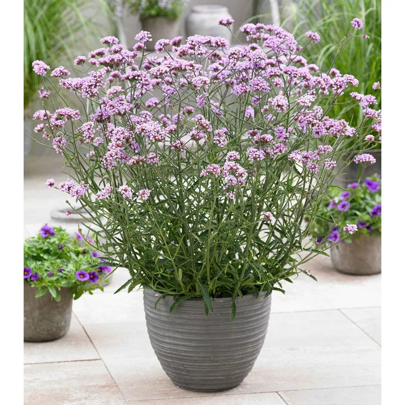 Eisenkraut 'Lollipop'