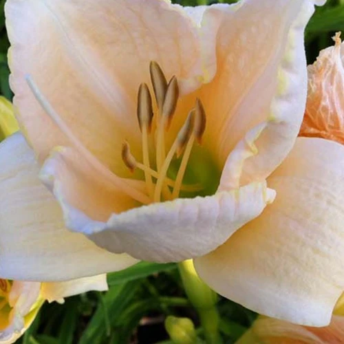 Hemerocallis White Temptation Eintagslilie