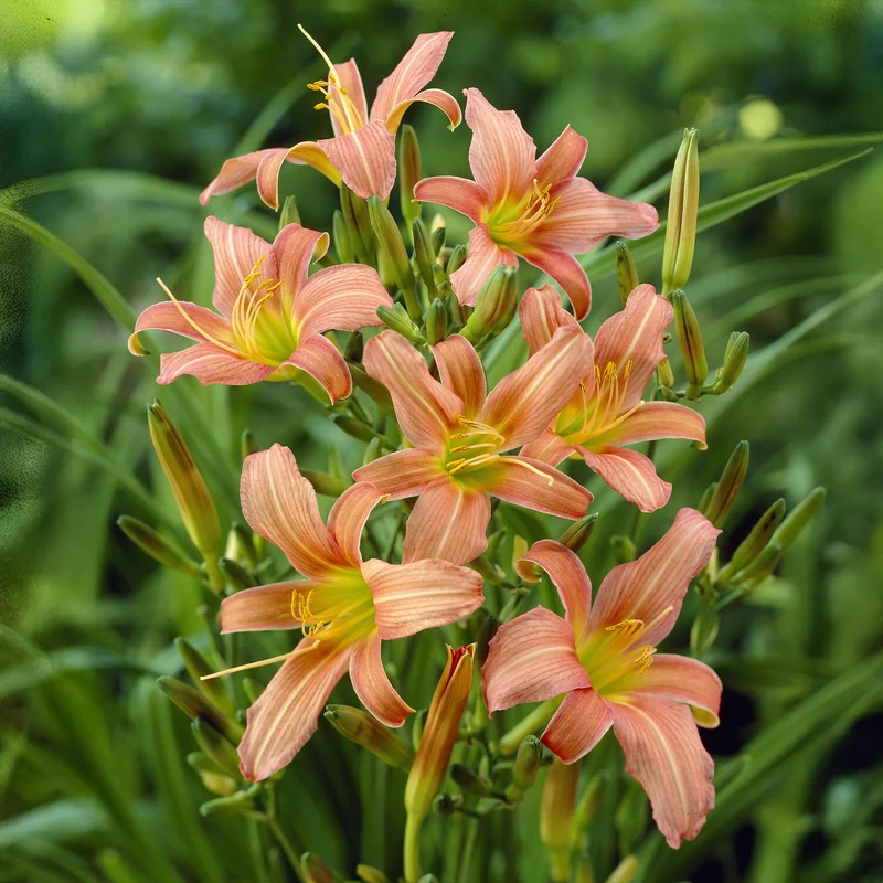 Hemerocallis Pink Charm Lilie eines Tages