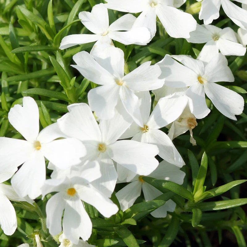 Polster-Phlox ‘White Delight’