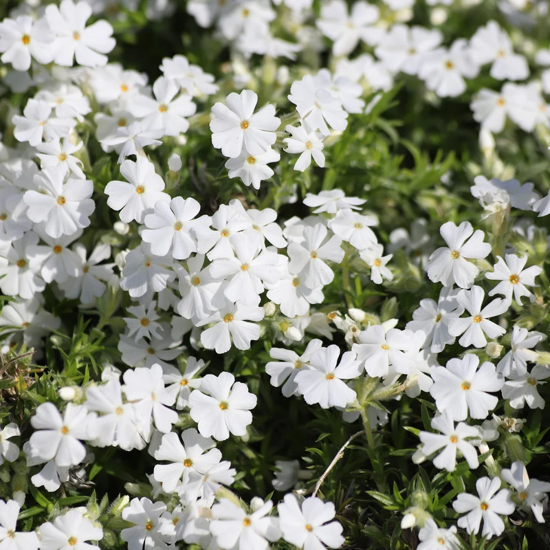 Polster-Phlox ‘White Delight’