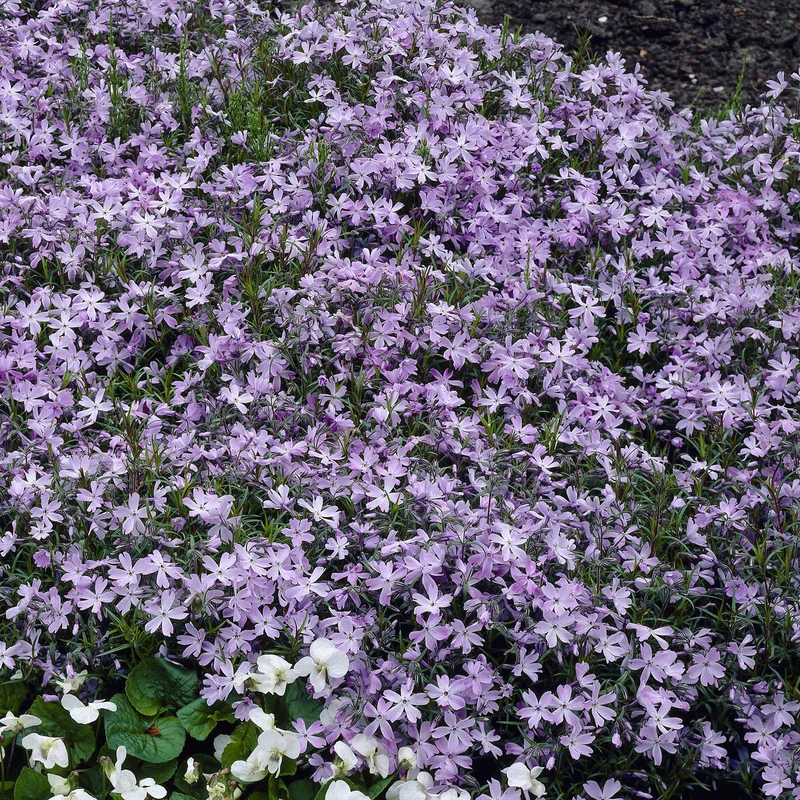 Teppich-Flammenblume 'Emerald Cushion Blue'