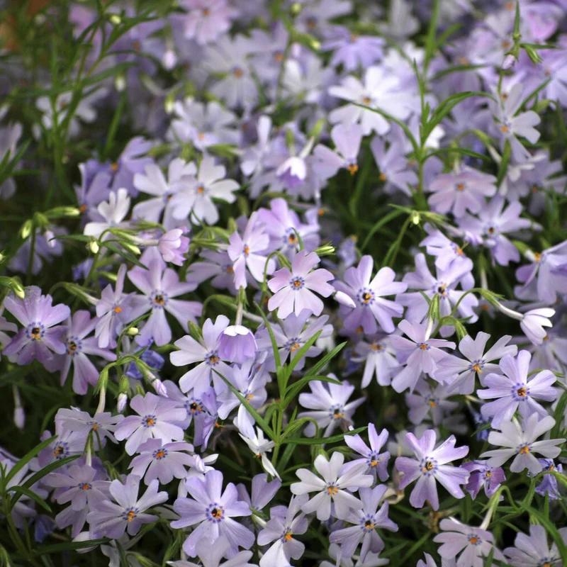 Teppich-Flammenblume 'Emerald Cushion Blue'