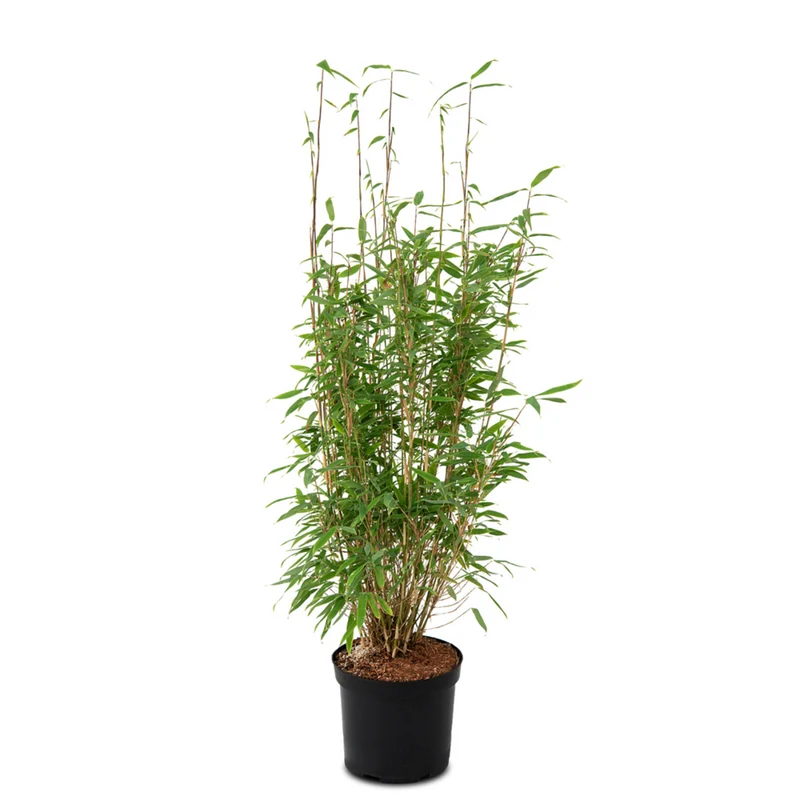 Gartenbambus 'Giant Green'