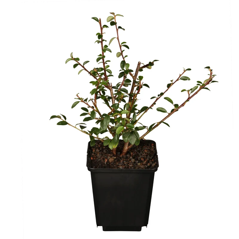 Teppichmispel 'Coral Beauty', 12 Pflanzen