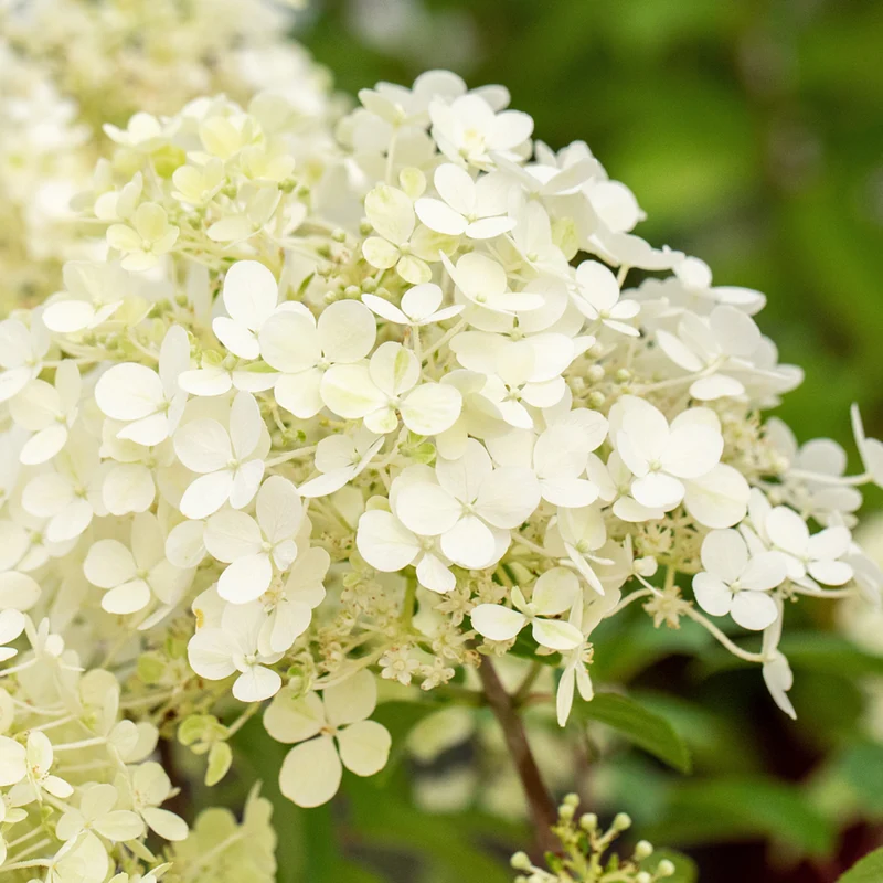 Rispenhortensie 'Bobo®'