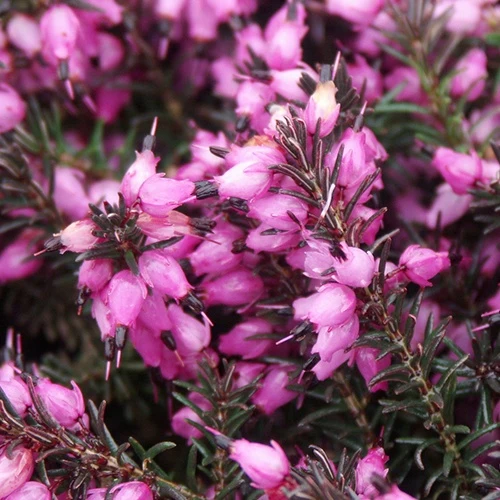 Winterheide 'Kramer's Rote'