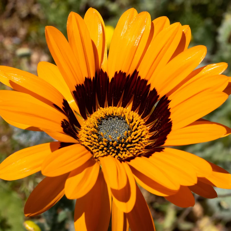 Venidium 'Prince of Orange'