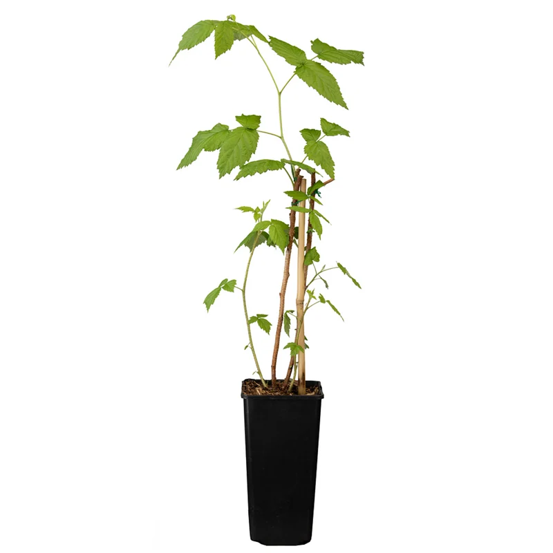 Bio Himbeere 'Aroma Queen®'