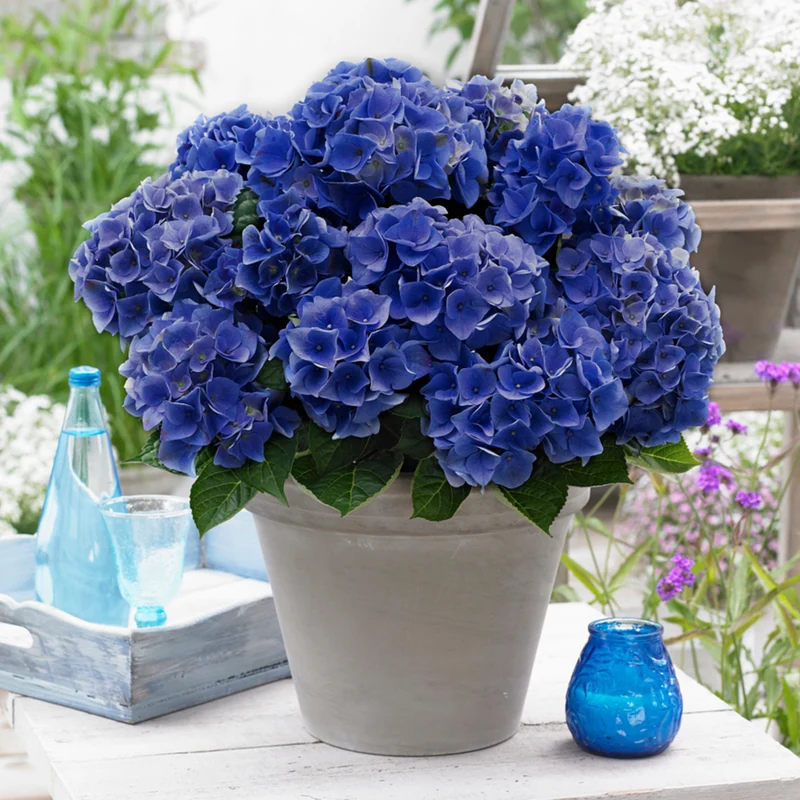 Bauernhortensie 'Music Collection Blue Boogiewoogie®'