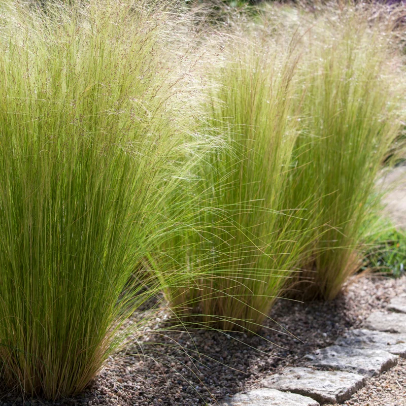 Zartes Federgras 'Pony Tails'