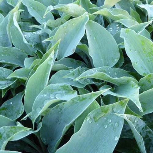 Hosta Titanium Funkia