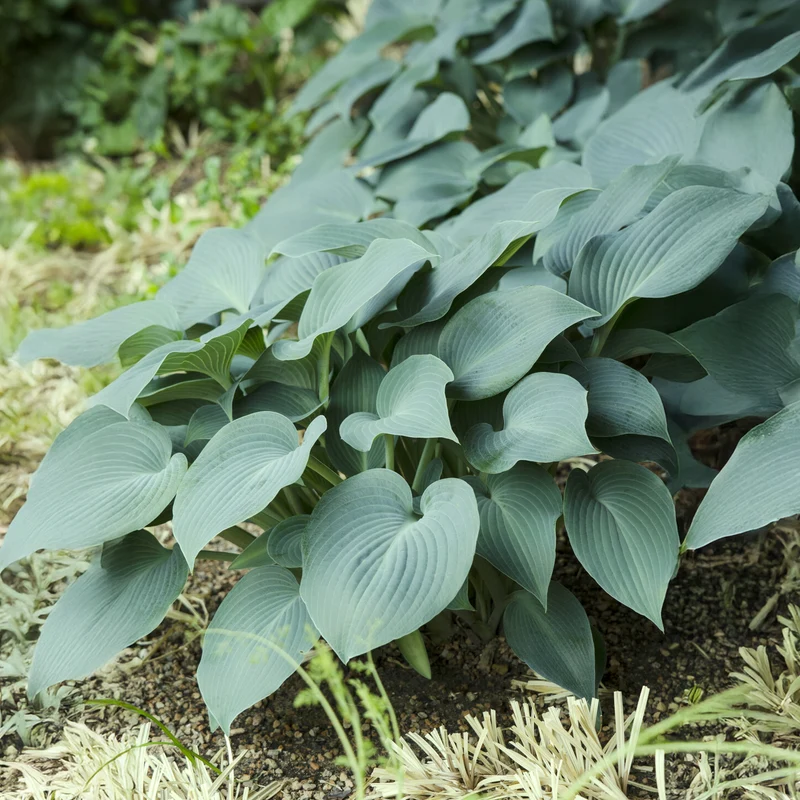 Hosta Blue Cadet Funkia