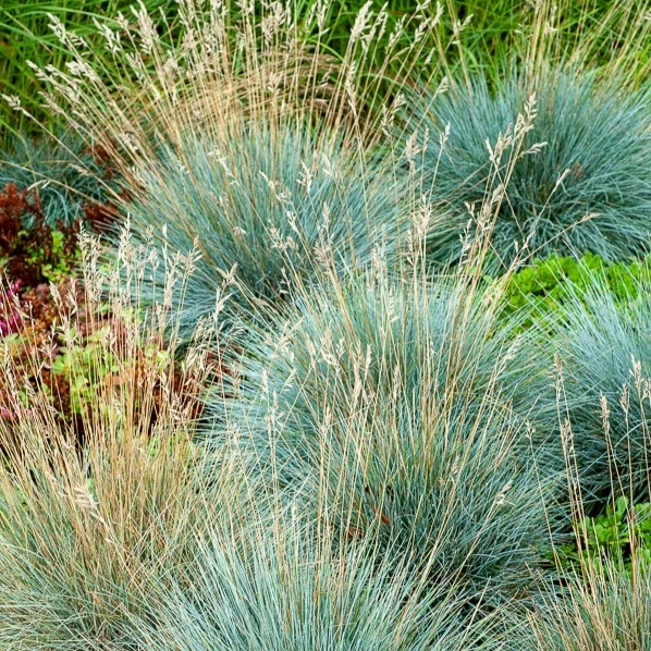 Blau-Schwingel 'Elijah Blue'